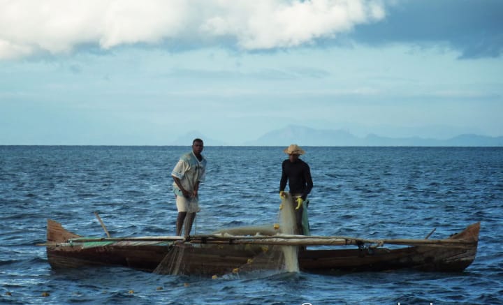 Lémurien endémique Madagascar faune unique