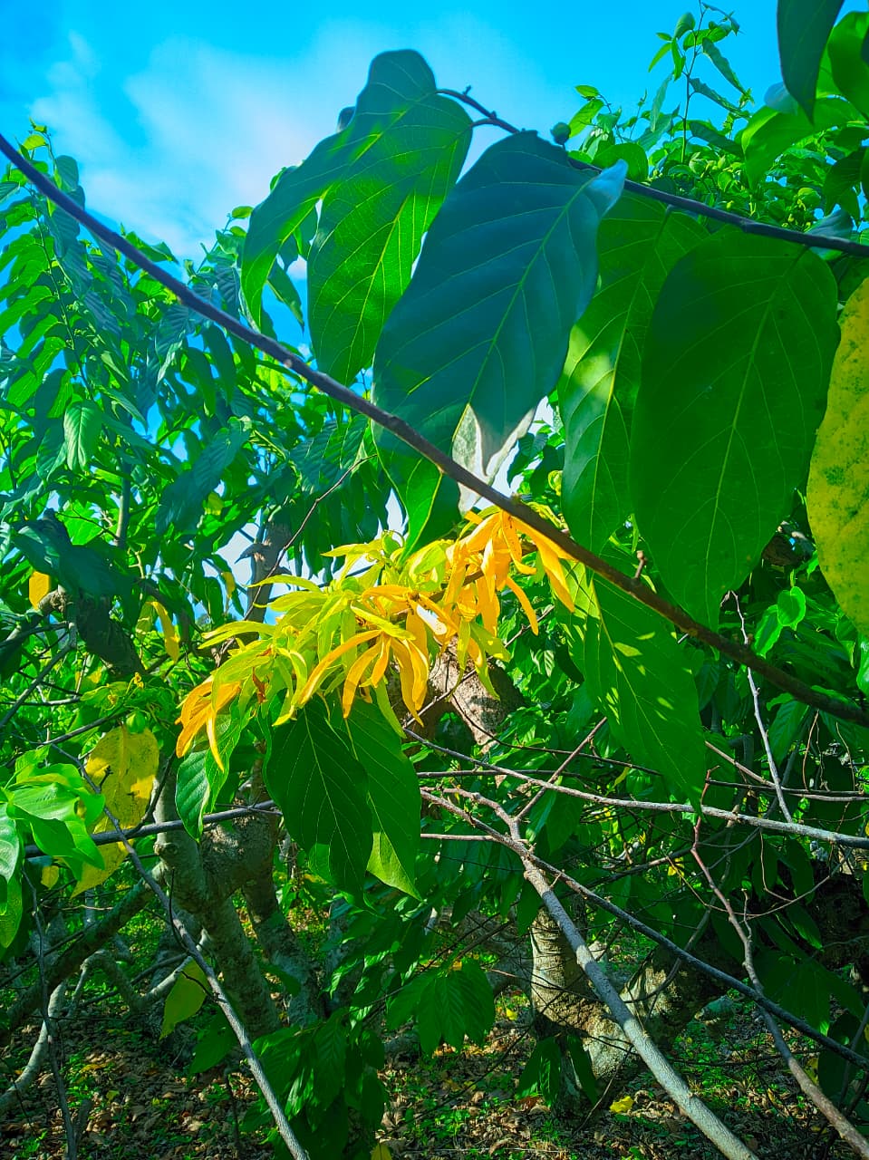 Cascade tropicale tour guidé Madagascar