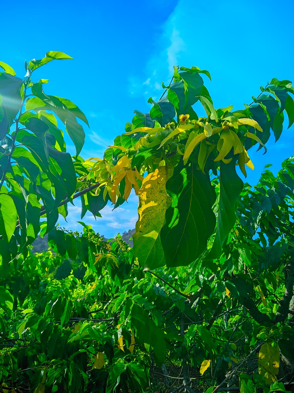 Plongée snorkeling récifs coralliens Nosy Be