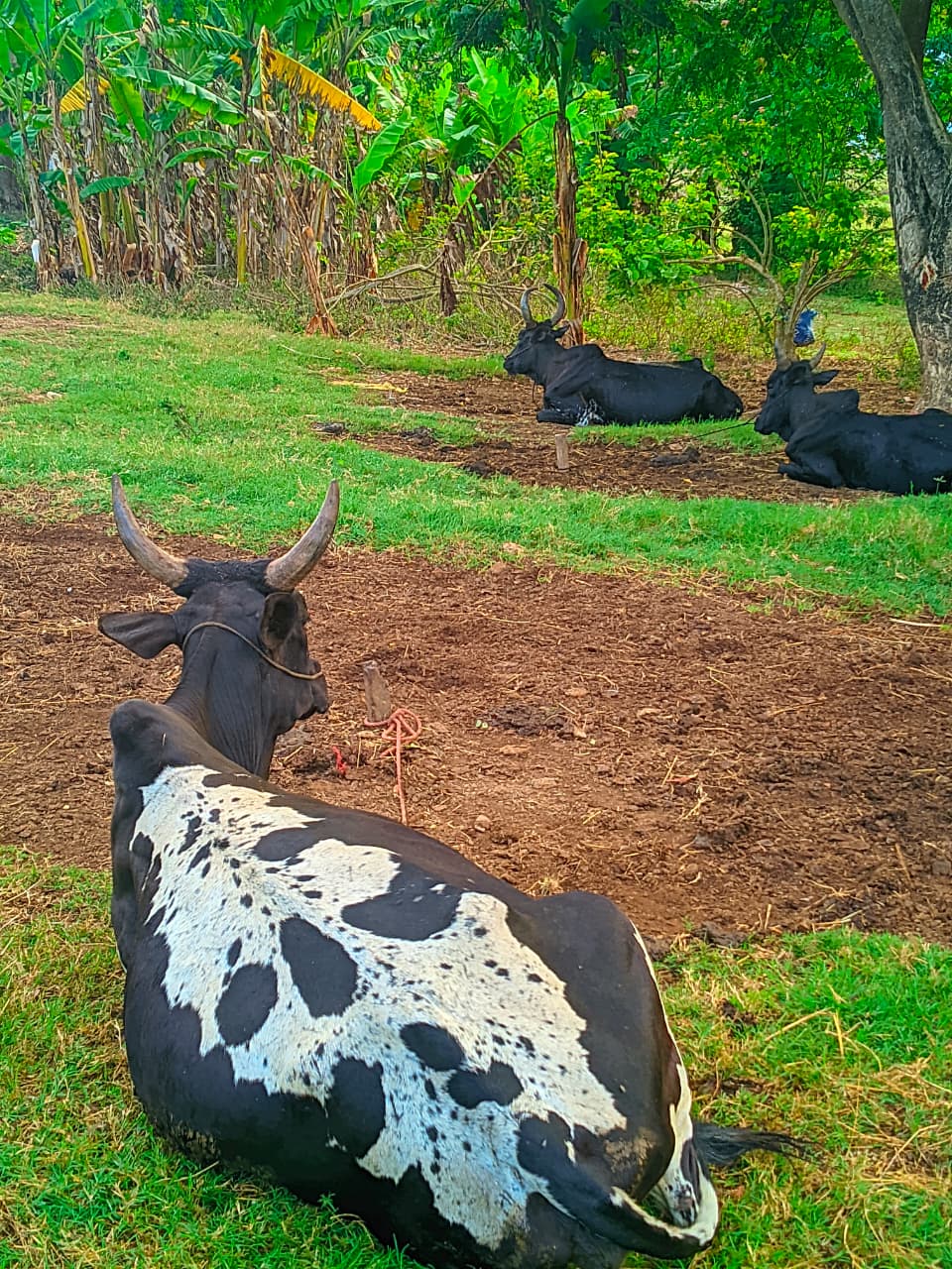 Village traditionnel malgache visite culturelle