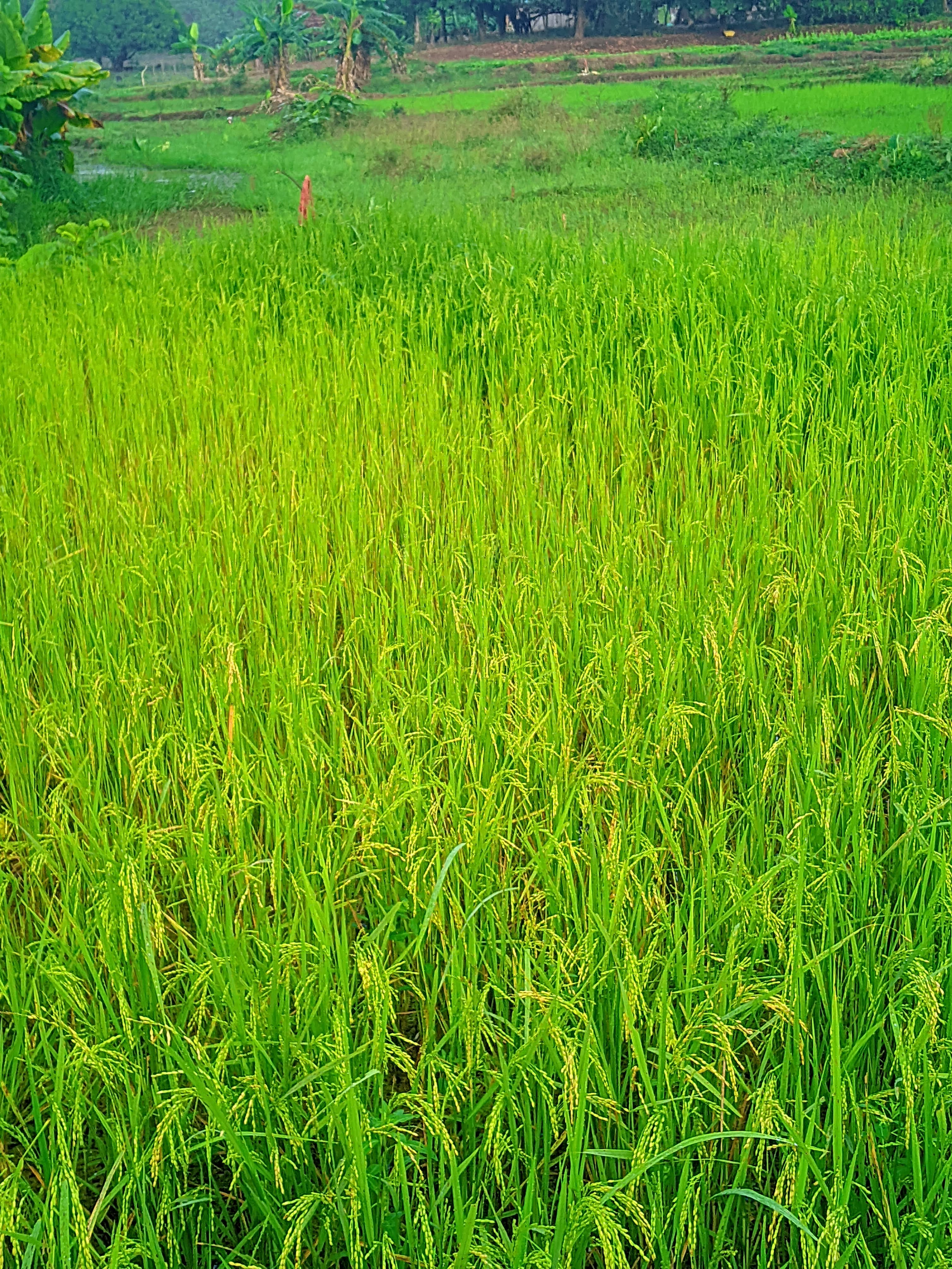 Randonnée forêt tropicale guide Madagascar