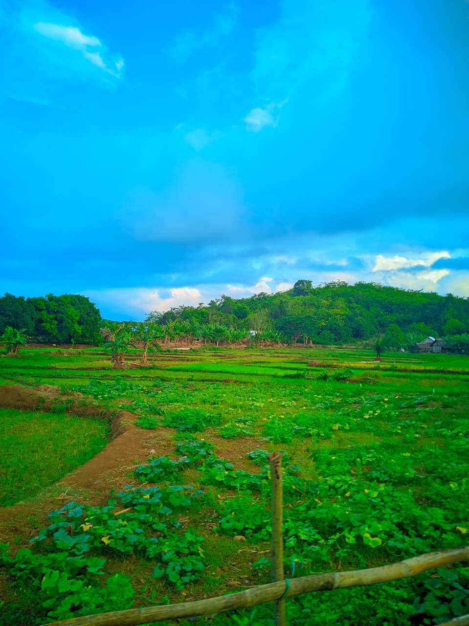 Tsingy formations rocheuses Madagascar UNESCO