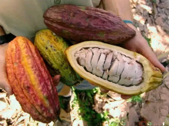Marché local artisanat Madagascar culture