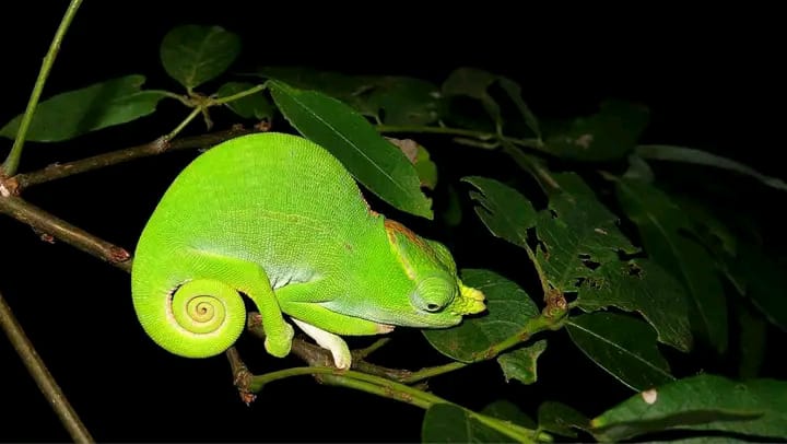 Safari groupe Madagascar découverte faune