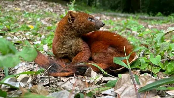 Panorama Madagascar paysage emblématique