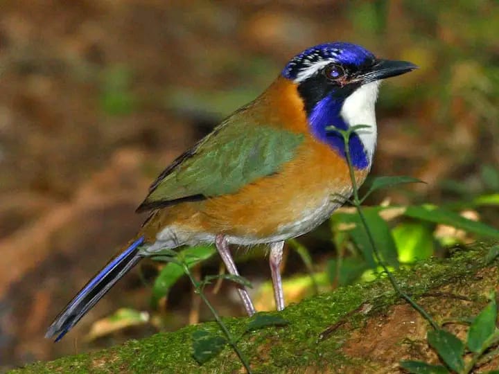 Réserve marine Madagascar snorkeling plongée