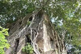 Forêt tropicale de Madagascar biodiversité unique