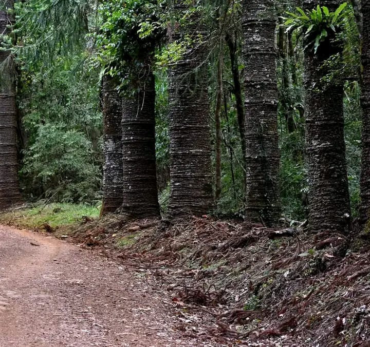 Faune endémique de Madagascar caméléon coloré